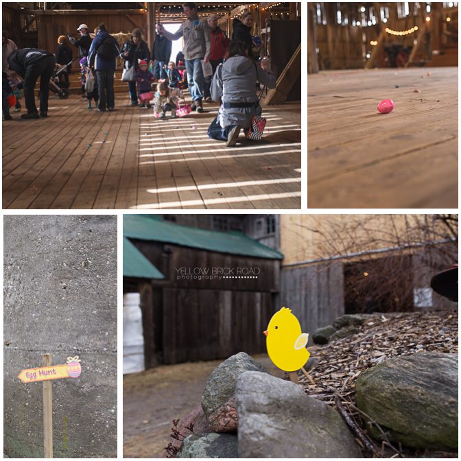 Inside the Easter Egg Hunt at Steckle hunt farm kitchener