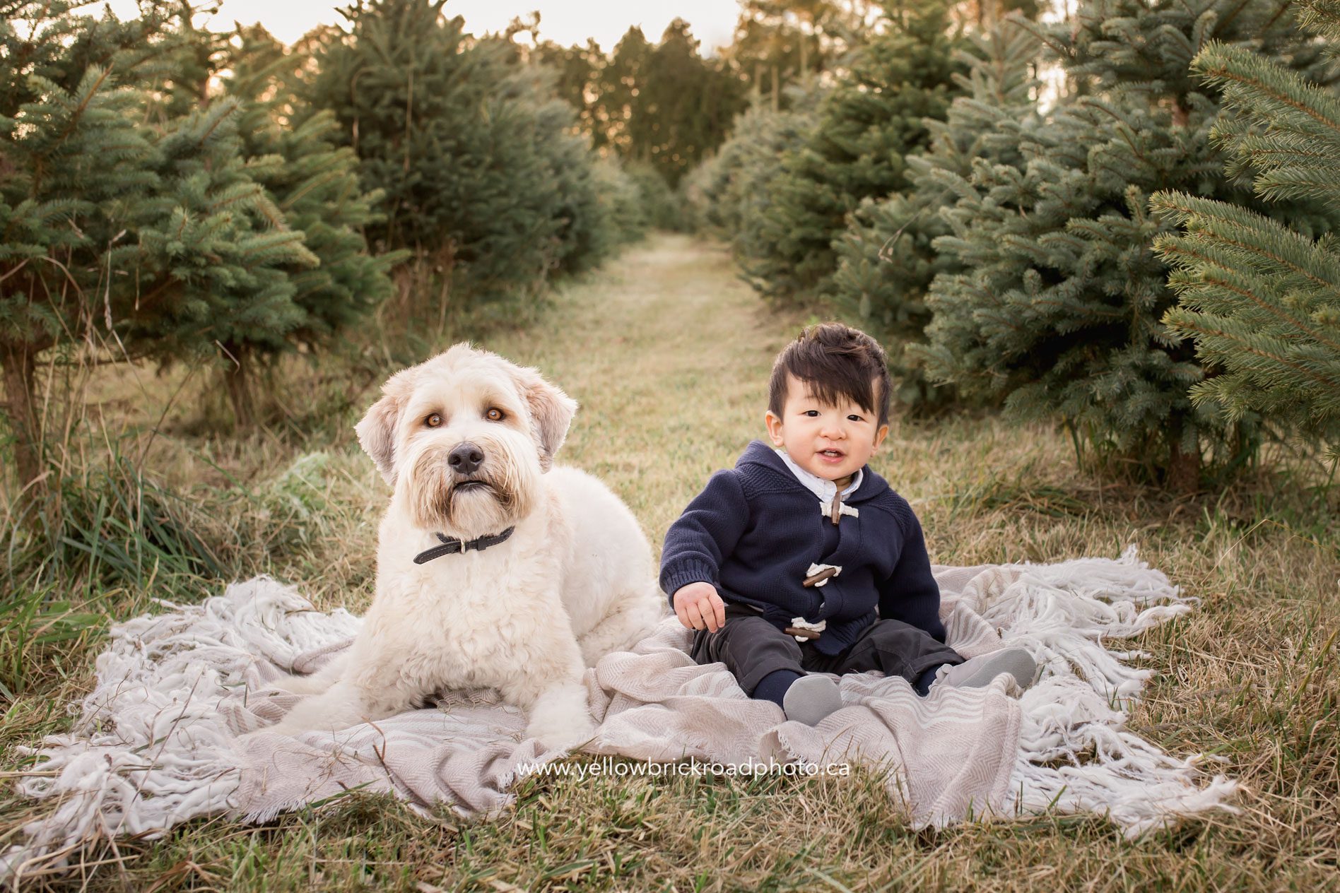 Christmas Tree Farm Family Photographer