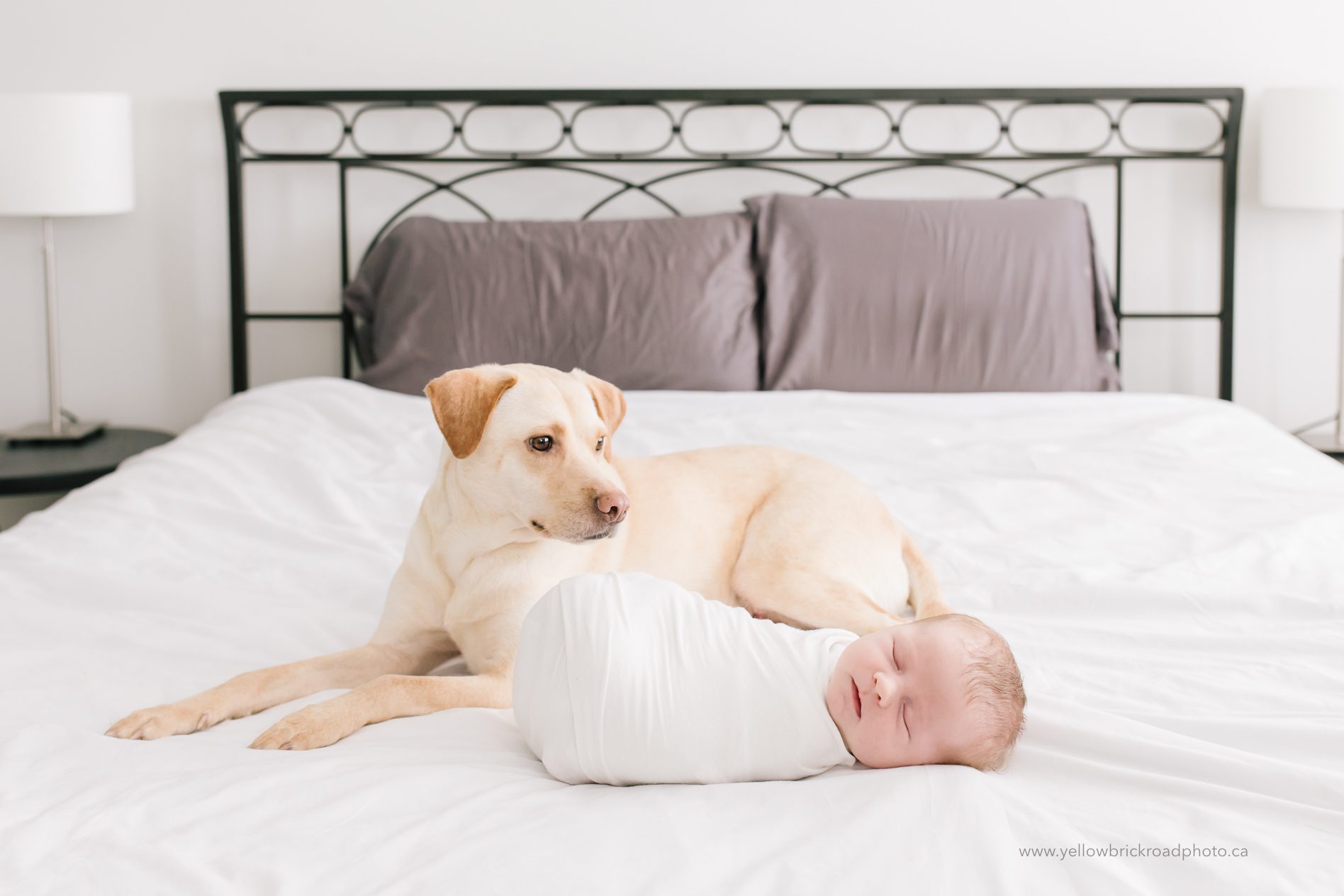 Guelph Newborn Family Photography