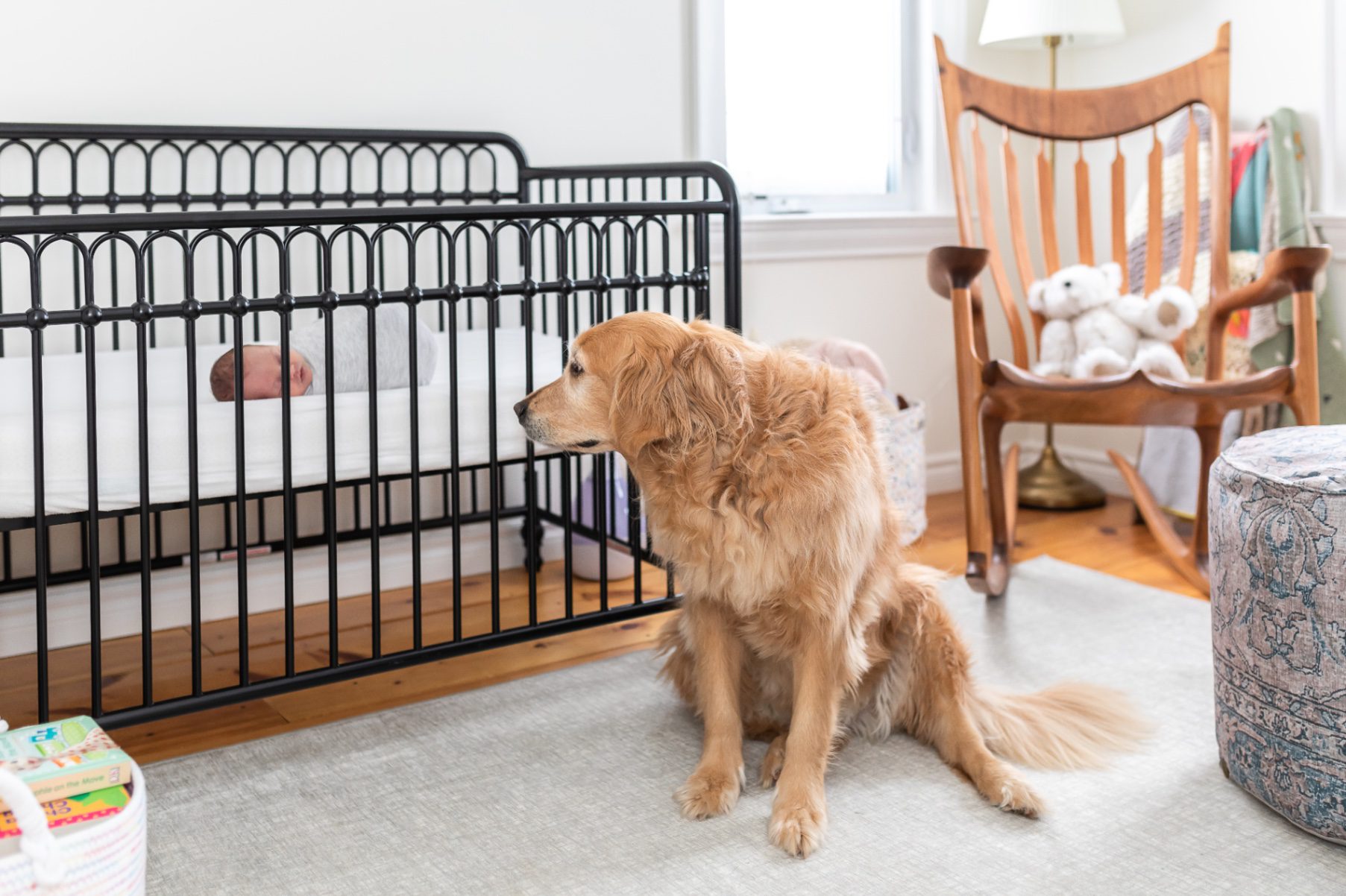 golden retriever pet dog looking at newborn in crib